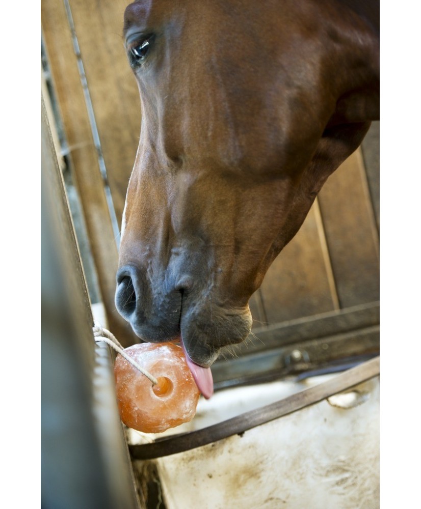 PIERRE À SEL HIPPOTONIC DE L'HIMALAYA